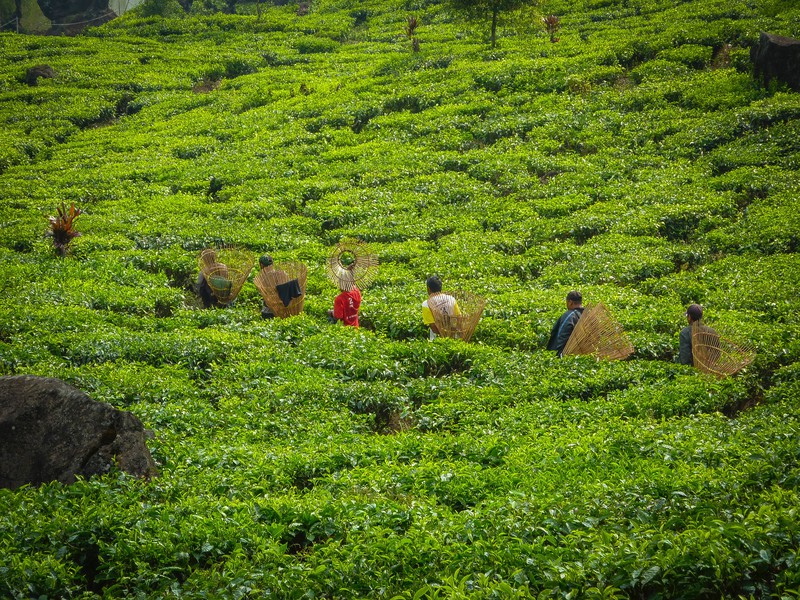 Tea plantation at Situ Patenggang