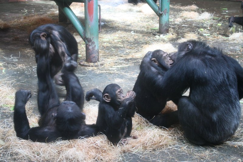 Chester Zoo Chimpanzees (7)