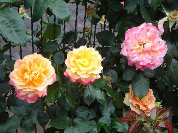 Flemington Roses