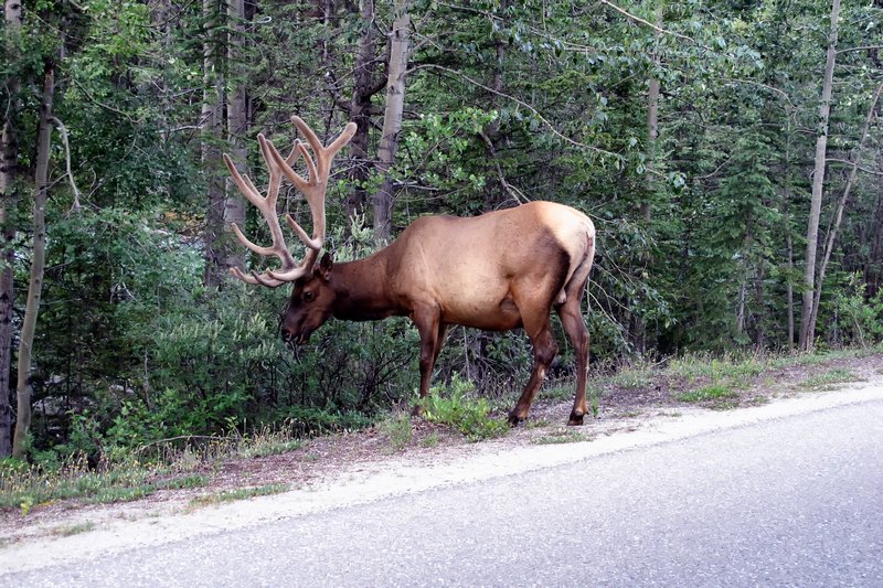 Elk by the road