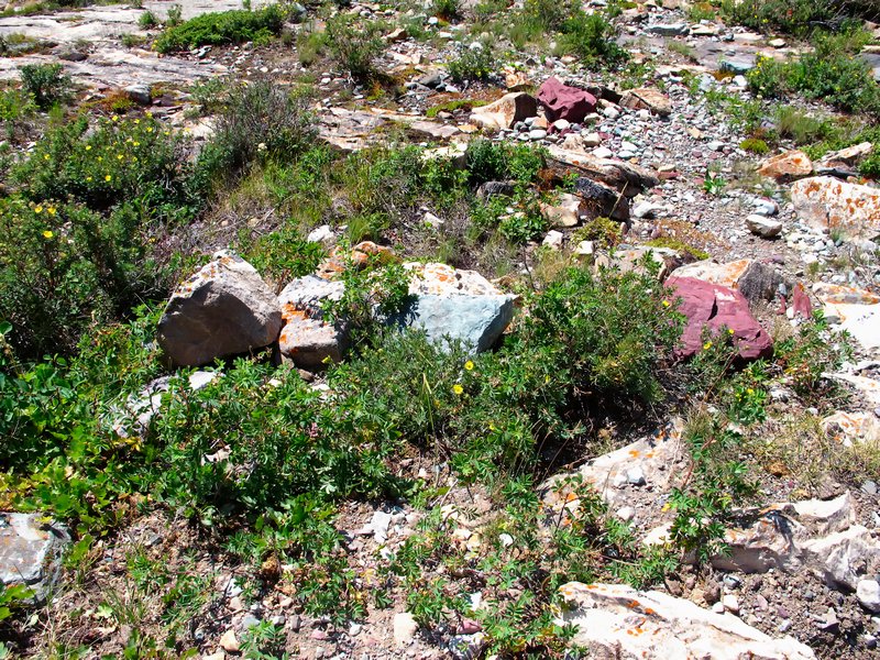 Colourful rocks with flowers at hotel