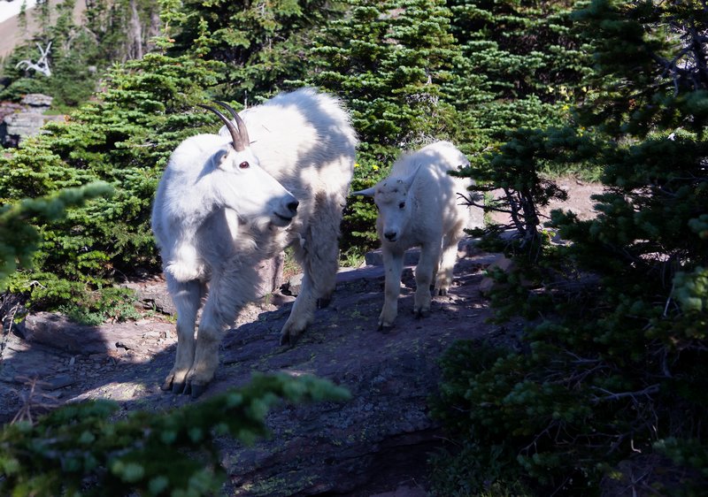 Mountain goat with kid