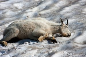 Goat enjoying the cool snow