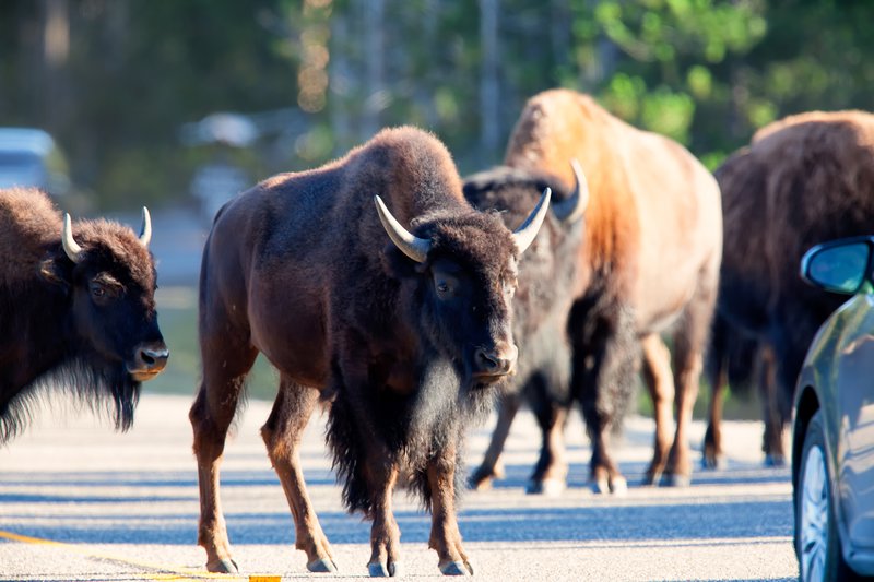 Confused bison