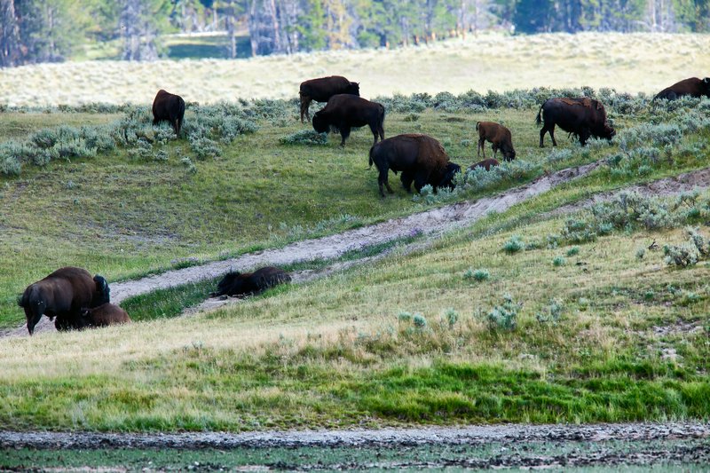 Bison herd in the Hayden Valley