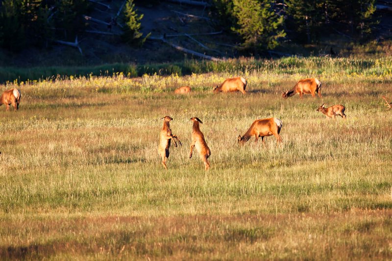 Young elk playing