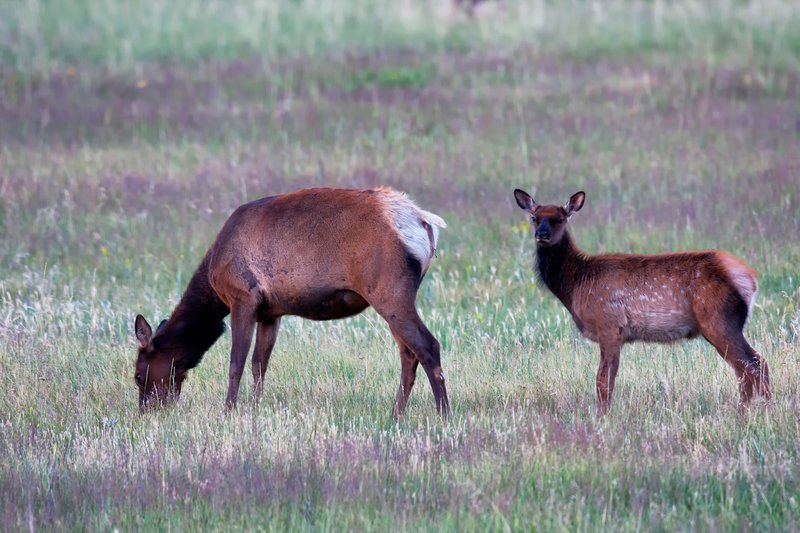 Elk with calf