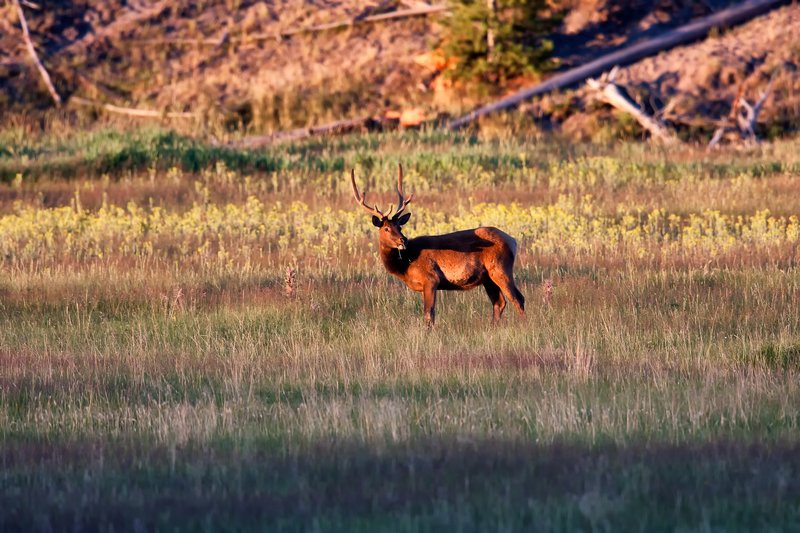 Male elk