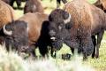 Male bison vocalizing
