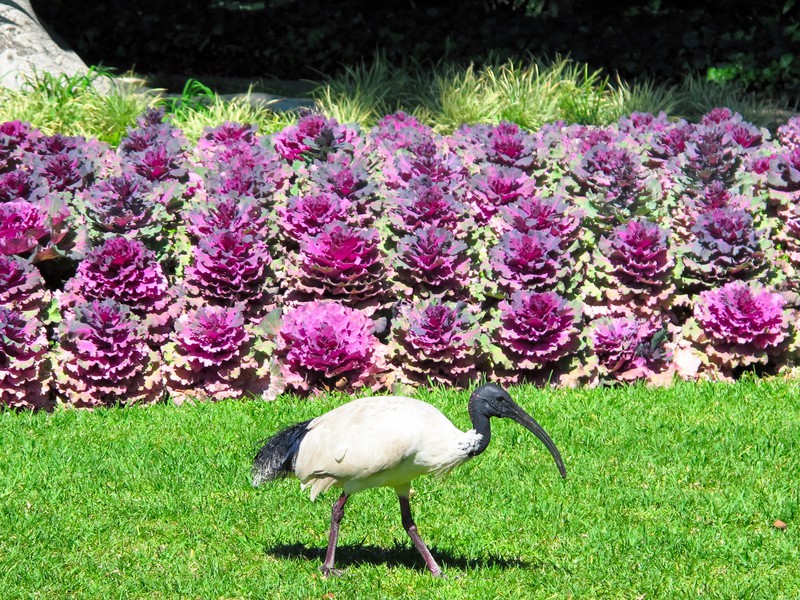 Australian White Ibis in Hyde Park