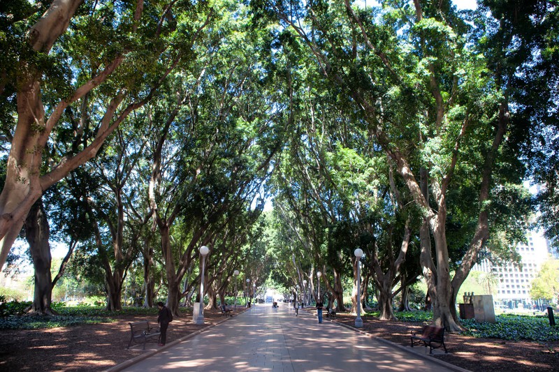 Tree lined path in Hyde Park