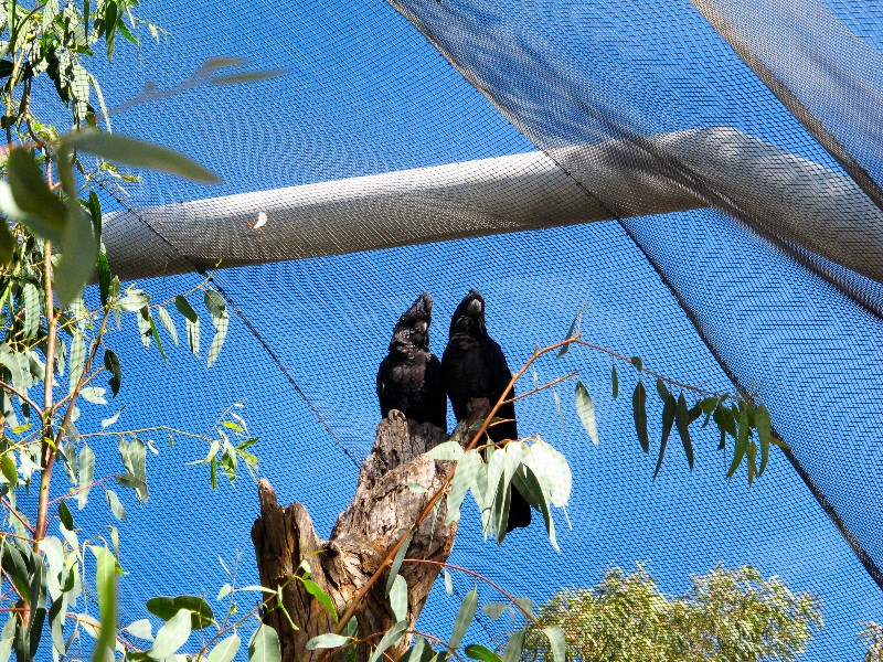 Two Black Cockatoos
