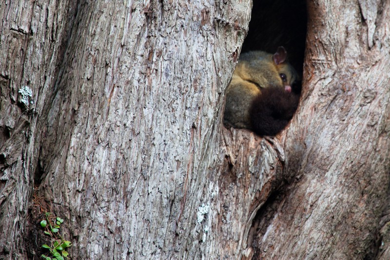 Possum peeking from his hole