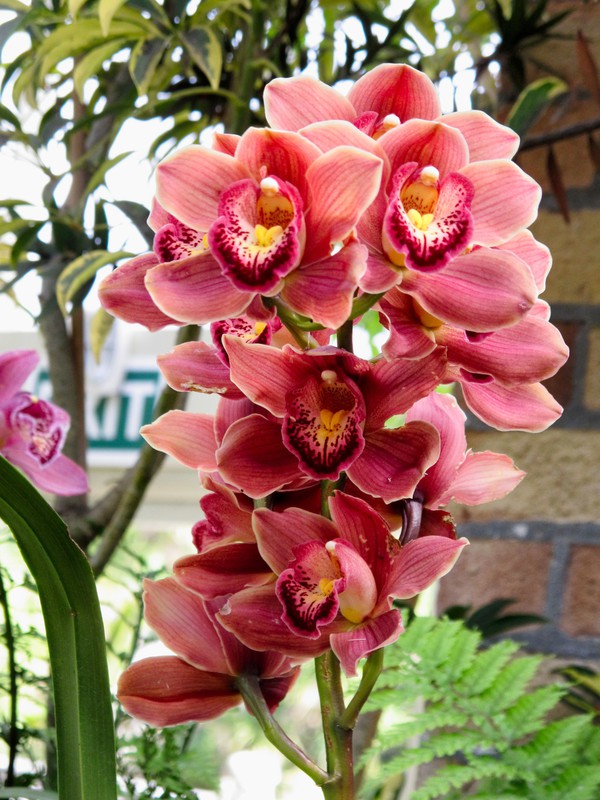 Orchids Galore!