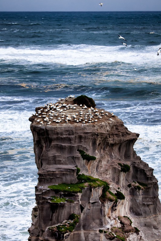 Colony on the Rocks