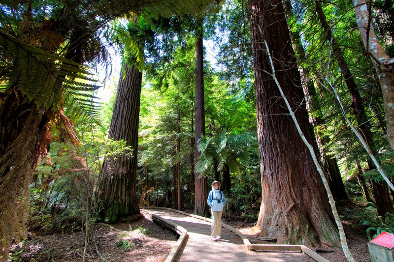 Walking in the Redwoods