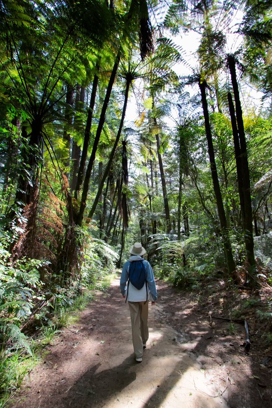 Walking in the Redwoods