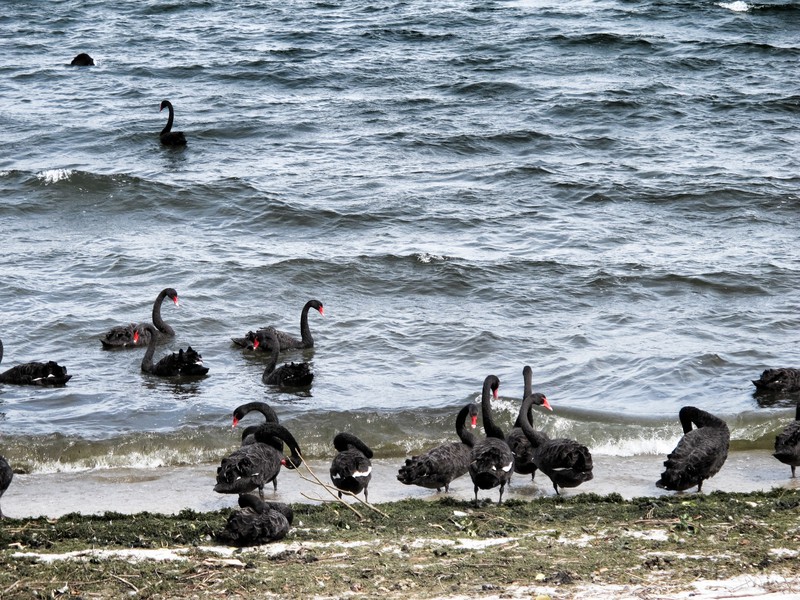 Black Swans 