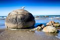 Sea Gull on Rock