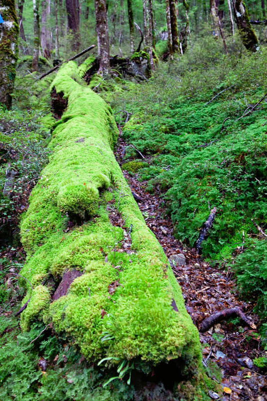 Moss covered log