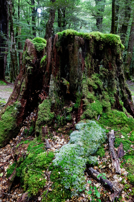 Moss covered stump