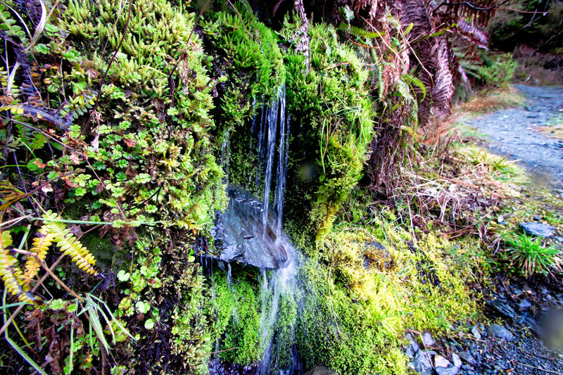 Water falling amoungst the moss