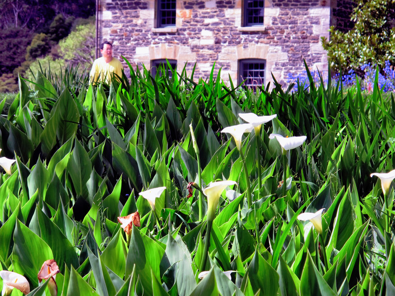 Cala Lillies with Old Stone Store 