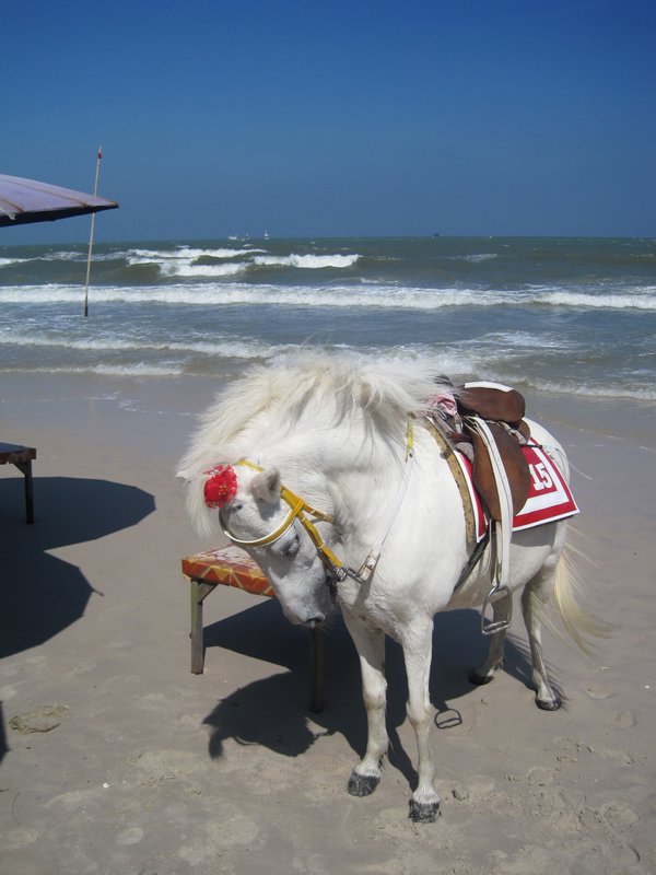Pony on the beach!!