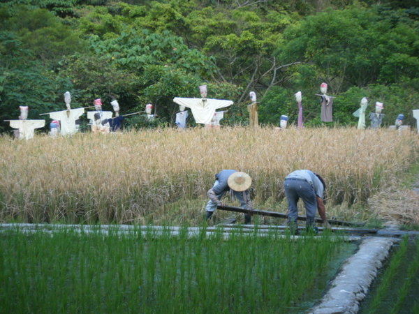 Rice Culture Experimental Area