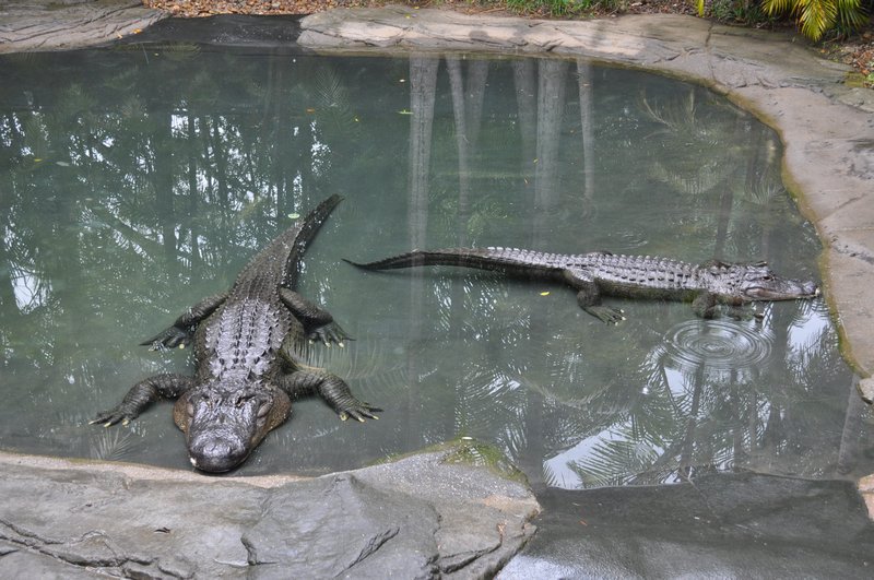 Store krokodiller!