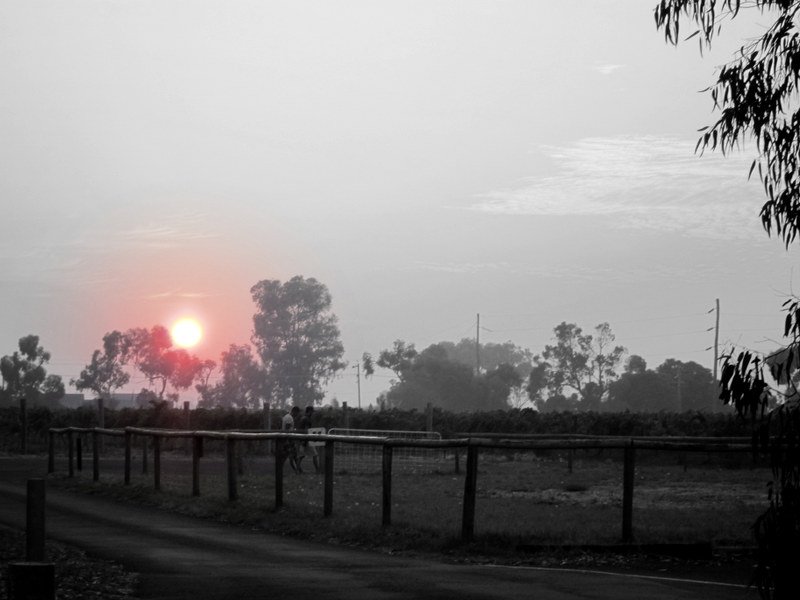 Morgengrauen im Swan Valley