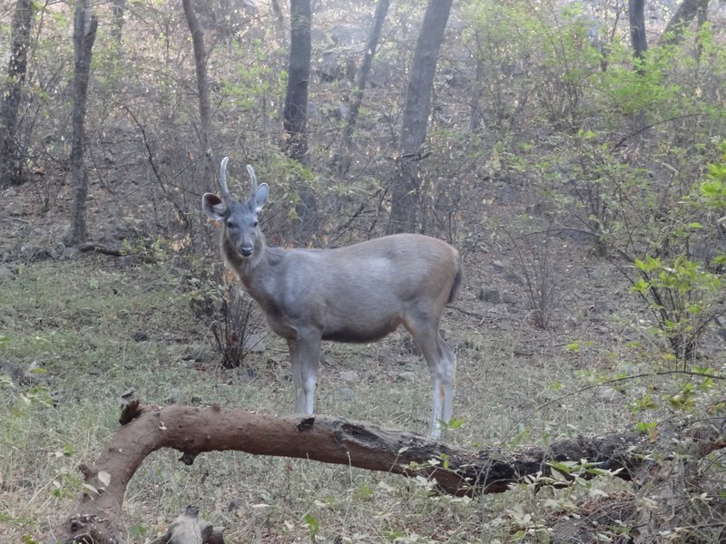 Ranthambore