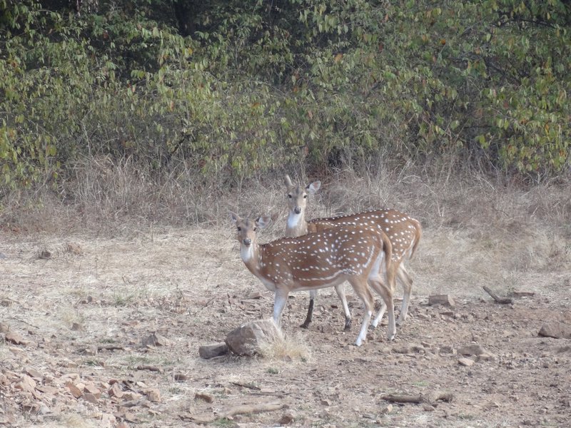 Ranthambore