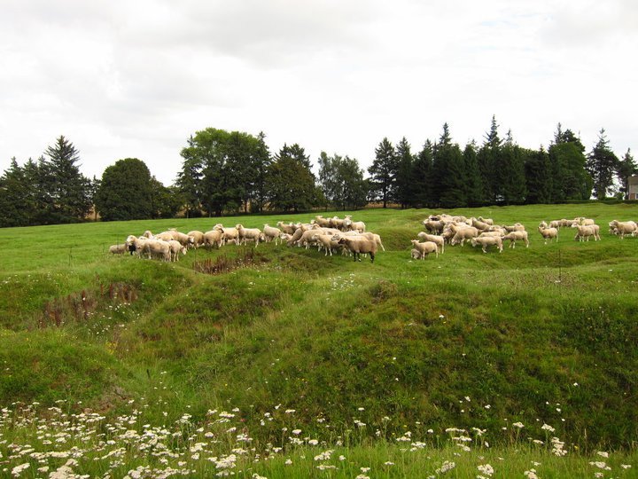 Sheep at Vimy Ridge