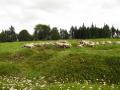 Sheep at Vimy Ridge