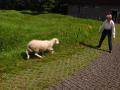 Louise, our Supervisor, cornering the sheep!