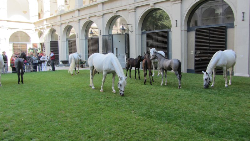 Lipizzaner Horses 4