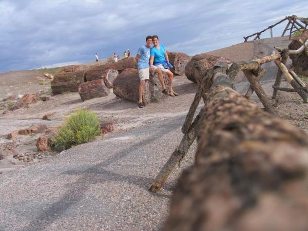 The petrified forest