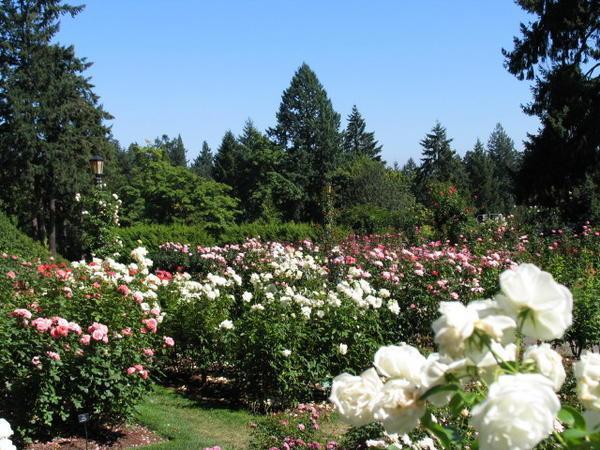 The Rose Garden