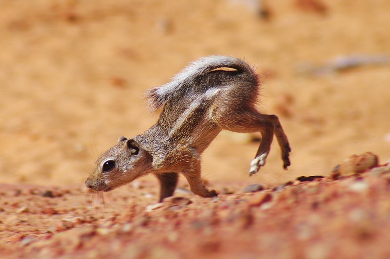 A Squirrel on the run