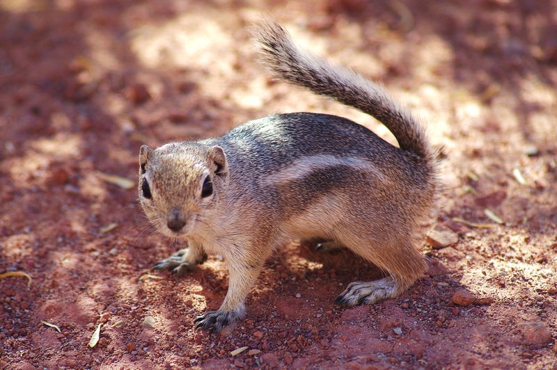 A Squirrel, how cute 