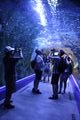 Cool tunnel at Hanwa Yeosu Aquarium