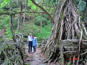 Paro and Me Living Root Tree Bridge