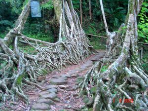 Living Root Tree Bridge