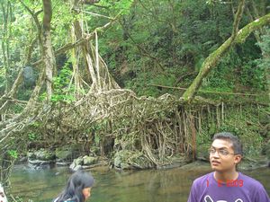 Living Root Tree Bridge (2)