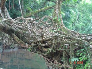 Living Root Tree Bridge (3)