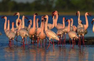Flamingo's in de Ngoro Ngoro krater