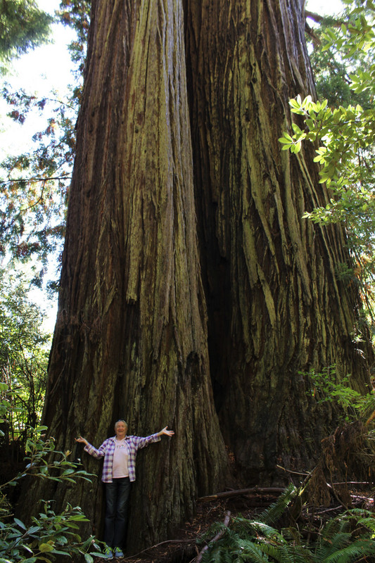 How big are these redwoods?
