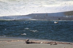 seals catching as many salmon as they can