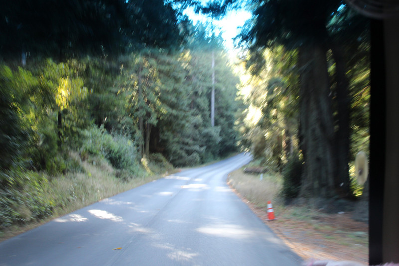 redwood forest on Hwy 101